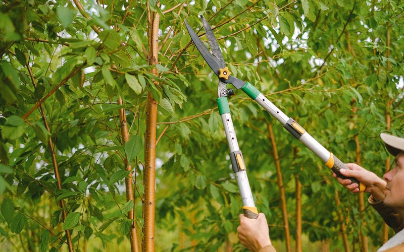 Tree trimming in Greendale, WI